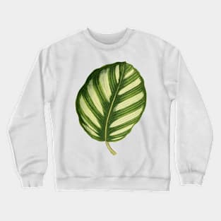 Calathea fasciata - Rothschild Crewneck Sweatshirt